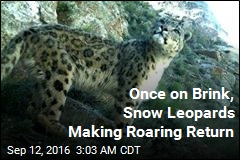 Once on Brink, Snow Leopards Making Roaring Return