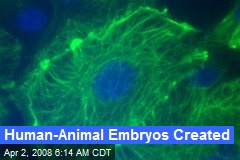 Human-Animal Embryos Created