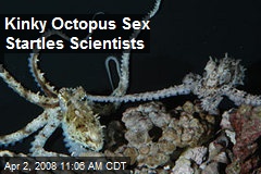Kinky Octopus Sex Startles Scientists