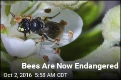 Bees Are Now Endangered