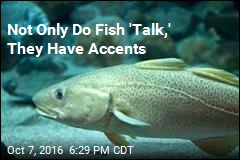 Not Only Do Fish &#39;Talk,&#39; They Have Accents