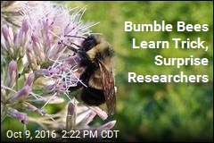 Bumble Bees Learn Trick, Surprise Researchers