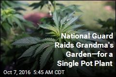 National Guard Raid Grandma&#39;s Garden for Single Pot Plant