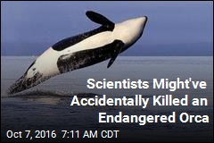 Scientists Might&#39;ve Accidentally Killed an Endangered Orca