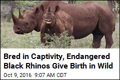 Bred in Captivity, Endangered Black Rhinos Give Birth in Wild