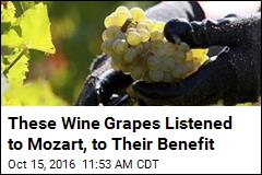 The Grapes in This Wine Were Serenaded With Mozart