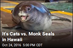 Hawaii&#39;s Monk Seals Face New Threat: Cats