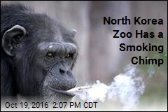 North Korea Zoo Has a Smoking Chimp
