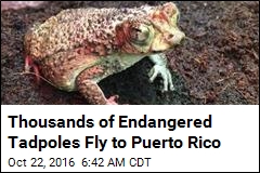 4K Endangered Baby Toads Flown to Puerto Rico