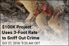 Giant Rats to Help Sniff Out Illegally Trafficked Wildlife