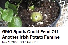 GMO Spuds Could Fend Off Another Irish Potato Famine