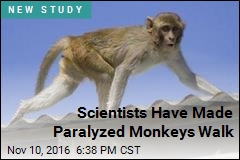 Scientists Have Made Paralyzed Monkeys Walk