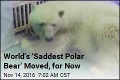 World&#39;s &#39;Saddest Polar Bear&#39; Moved, for Now