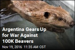 Argentina Gears Up for War Against 100K Beavers