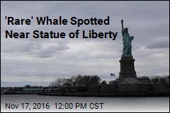 &#39;Rare&#39; Whale Spotted Near Statue of Liberty