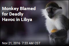 Monkey Blamed for Deadly Havoc in Libya