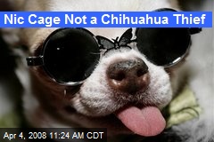 Nic Cage Not a Chihuahua Thief