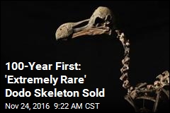 100-Year First: &#39;Extremely Rare&#39; Dodo Skeleton Sold