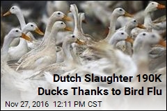 Dutch Slaughter 190K Ducks Thanks to Bird Flu