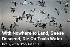 Thousands of Geese Die in Montana Mine Pit