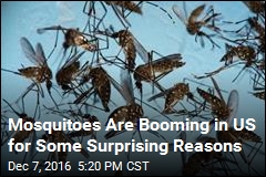 Mosquitoes Are Booming in US for Some Surprising Reasons