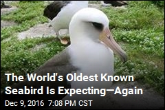 The World&#39;s Oldest Known Seabird Is Expecting&mdash;Again