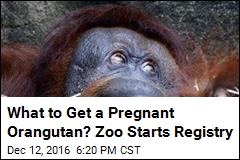 What to Get a Pregnant Orangutan? Zoo Starts Registry
