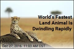 World&#39;s Fastest Land Animal Is Dwindling Rapidly