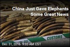 China Announces &#39;Historic&#39; Ivory Ban