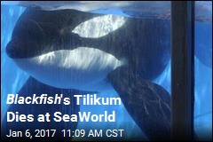Blackfish &#39;s Tilikum Dies at SeaWorld