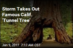 Storm Takes Out Famous Calif. &#39;Tunnel Tree&#39;