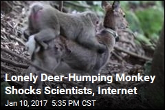 Scientists Catch Monkey Having Sexual Relations With Deer