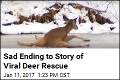 Hundreds of Thousands Watch Hours-Long Deer Rescue