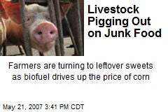 Livestock Pigging Out on Junk Food