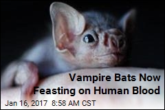 Vampire Bats Now Feasting on Human Blood