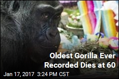 Oldest Gorilla Ever Recorded Dies at 60