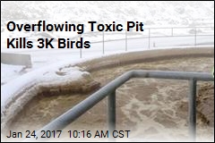 Overflowing Toxic Pit Kills 3K Birds
