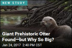 Giant Prehistoric Otter Found&mdash;but Why So Big?