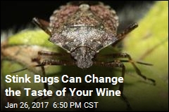 Stink Bugs Can Change the Taste of Your Wine
