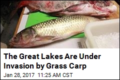 Study Says Grass Carp Have Invaded 3 of the Great Lakes