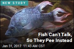 Fish Can&#39;t Talk, So They Pee Instead