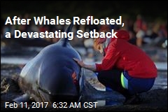 New Pod Strands Itself After Whales Refloated