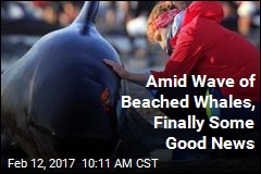 After 650 Beached Whales, Finally Some Good News