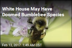 White House May Have Doomed Bumblebee Species