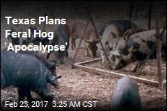 Texas Plans &#39;Feral Hog Apocalypse&#39;