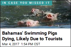 Famed Swimming Pigs Are Dropping Off Like Flies