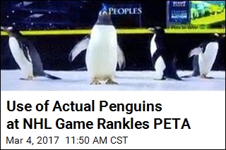 Use of Actual Penguins at NHL Game Rankles PETA