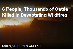 Thousands of Cattle Killed in Kansas Wildfires