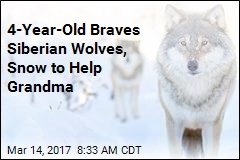 4-Year-Old Braves Siberian Wolves, Snow to Help Grandma