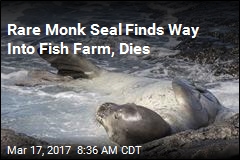 Endangered Monk Seal Dies in Fish Farm Net
